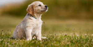 Labrador Retriever Photo