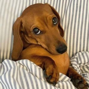 Miniature Dachshund Photo