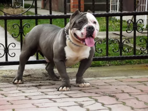 american bully dog - characteristics