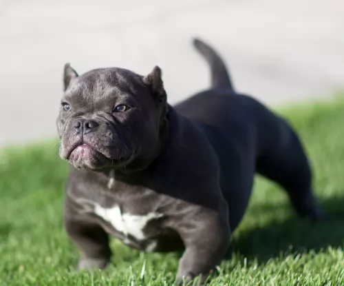 american bully puppy - description