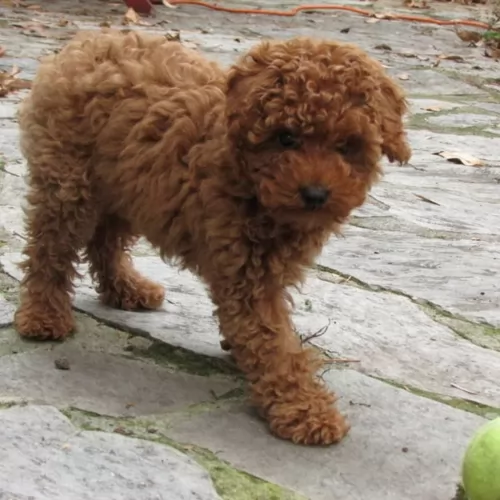 toy poodle