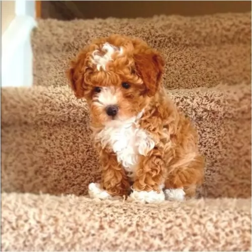 toy poodle puppy - description