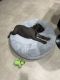 Cane Corso Puppies for sale in Smyrna, Delaware. price: $2,500