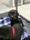 Cane Corso Puppies for sale in Anchorage, Alaska. price: $2,000