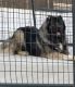 Caucasian Shepherd Puppies for sale in Standish, MI 48658, USA. price: $2,300