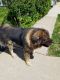 Caucasian Shepherd Puppies