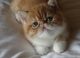 Exotic Shorthair Cats