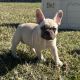 French Bulldog Puppies