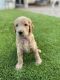 Goldendoodle Puppies