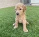 Goldendoodle Puppies