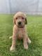 Goldendoodle Puppies