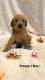 Goldendoodle Puppies