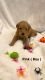 Goldendoodle Puppies