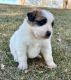 Great Pyrenees Puppies