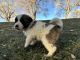 Great Pyrenees Puppies