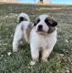 Great Pyrenees Puppies