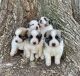 Great Pyrenees Puppies