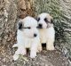 Great Pyrenees Puppies