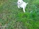 Labrador Retriever Puppies for sale in Cadillac, Michigan. price: $450