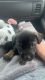 Labrador Retriever Puppies for sale in Allendale, Michigan. price: $50