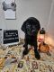 Labrador Retriever Puppies for sale in Memphis, Michigan. price: $1,500