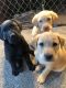 Labrador Retriever Puppies