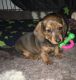 Miniature Dachshund Puppies