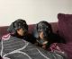 Miniature Dachshund Puppies for sale in Bloomfield Ave, Bloomfield, CT 06002, USA. price: $500