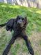 Newfoundland Dog Puppies