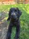 Newfoundland Dog Puppies