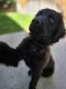 Newfoundland Dog Puppies