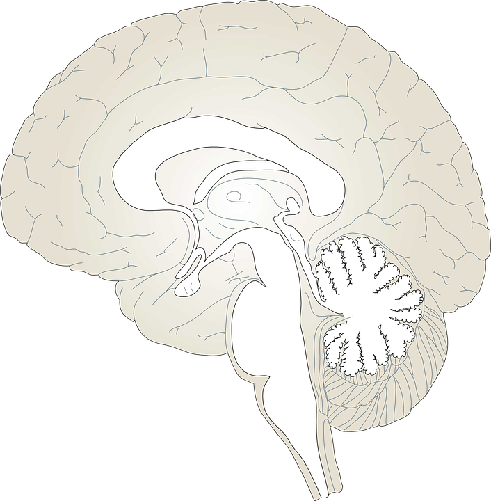 Brain Diagram Blank