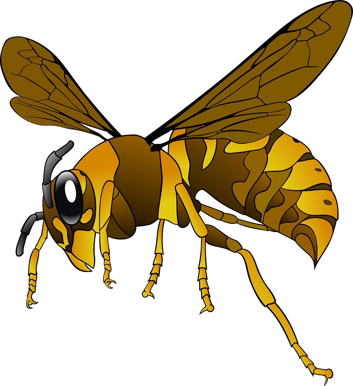 Download Hornet, Wasp, Nature. Royalty-Free Vector Graphic - Pixabay