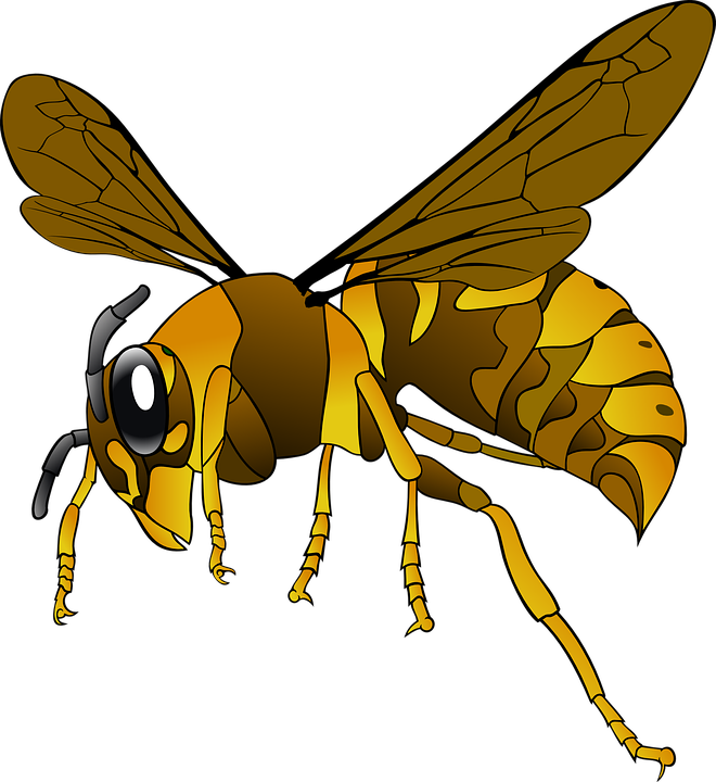 Download Hornet, Wasp, Nature. Royalty-Free Vector Graphic - Pixabay