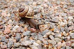 snail, stones, mollusc