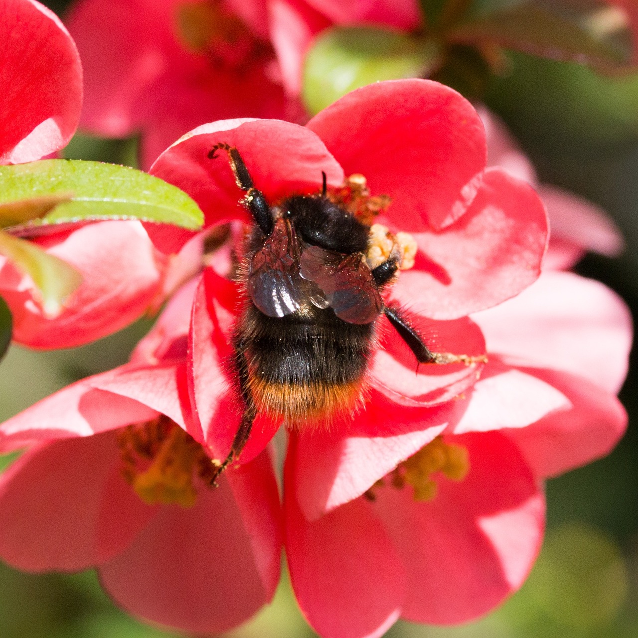 Bumblebee Nature Plant - Free photo on Pixabay - Pixabay