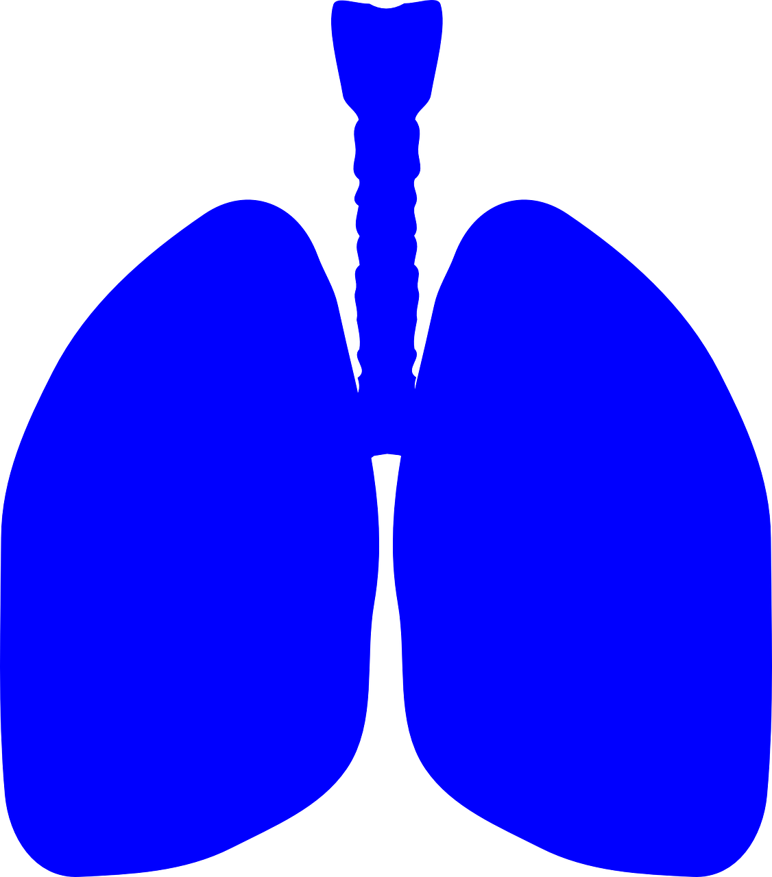 Download Lungs, Human Body, Anatomy. Royalty-Free Vector Graphic - Pixabay