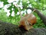 snails, nature, from the front