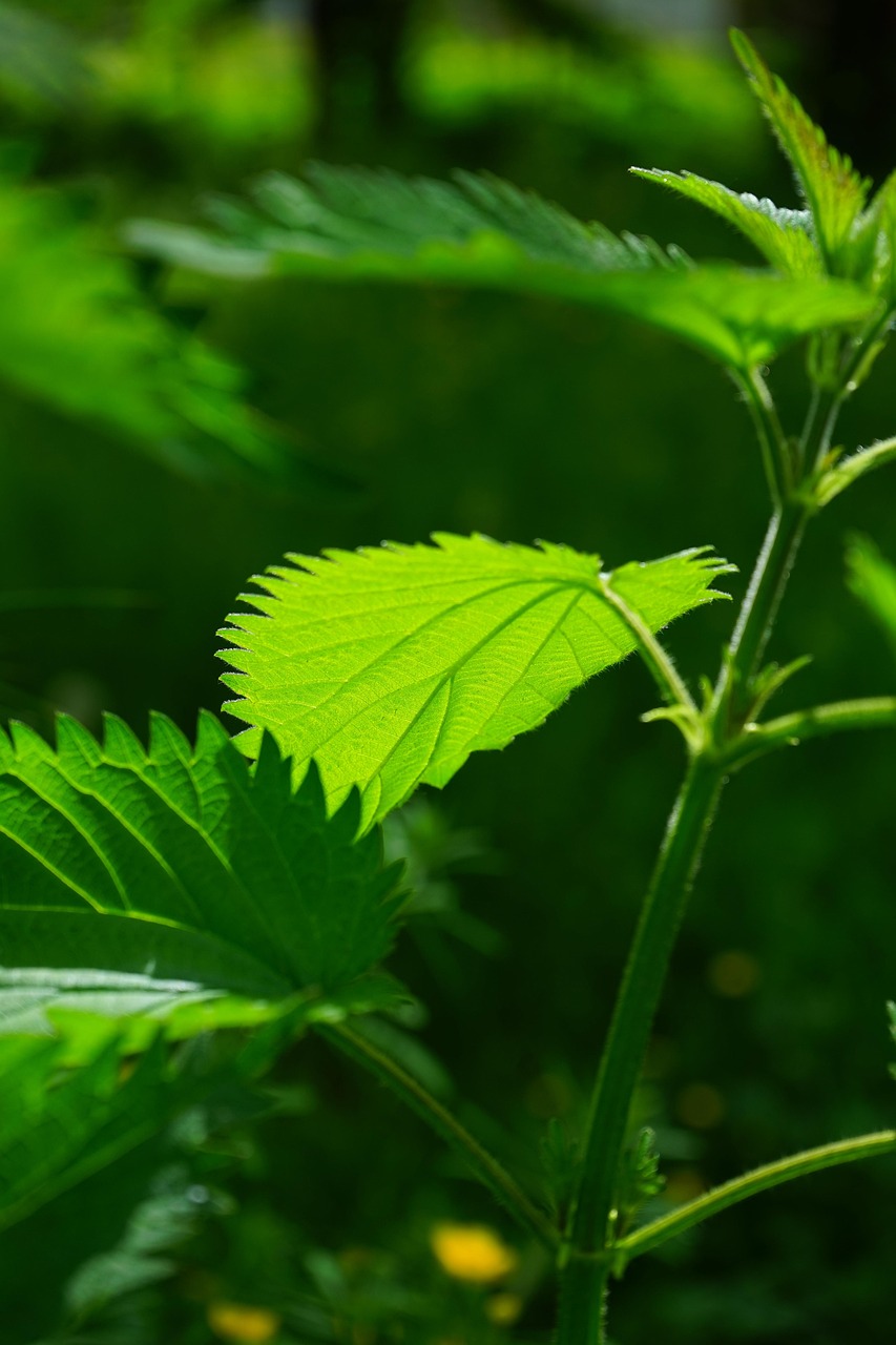 Nettle Leaves Burning Hair - Free photo on Pixabay - Pixabay