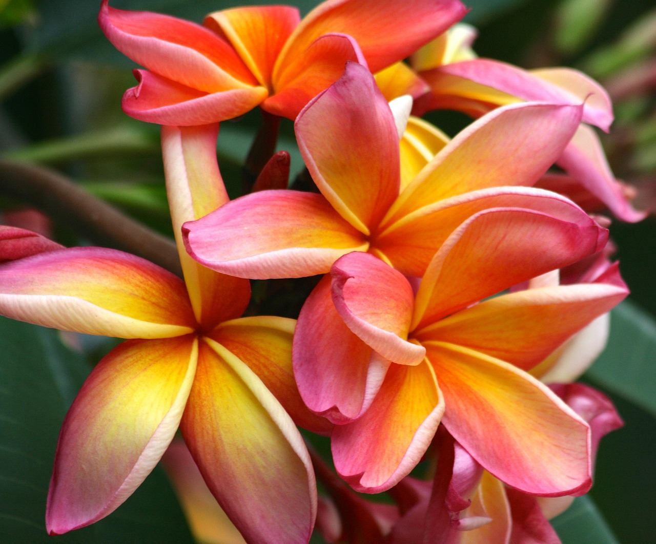 Más de 900 imágenes gratis de Plumeria Strzela y Plumeria - Pixabay