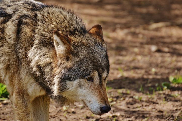 Wolves Images · Pixabay · Download Free Pictures