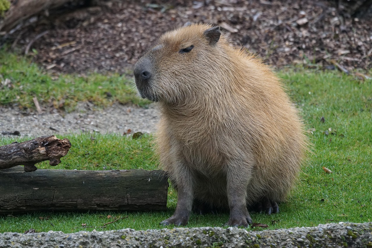 What are capybaras? why are they so popular?