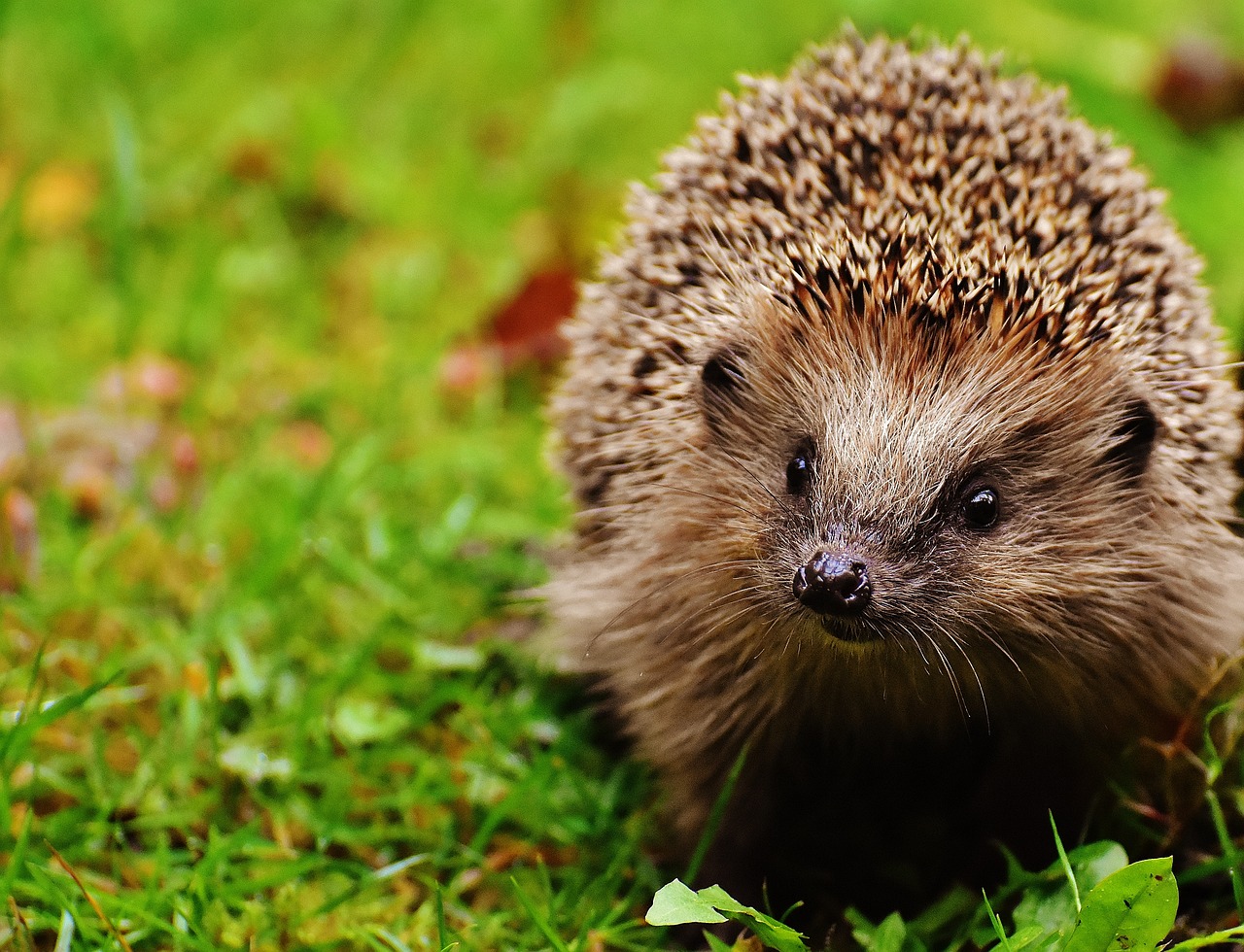 Hedgehog Heo Con Thú Vật Nhím - Ảnh miễn phí trên Pixabay - Pixabay