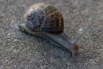 snail, slow, shellfish