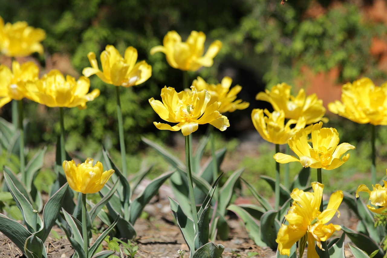 Tulips Yellow Flowers - Free photo on Pixabay - Pixabay