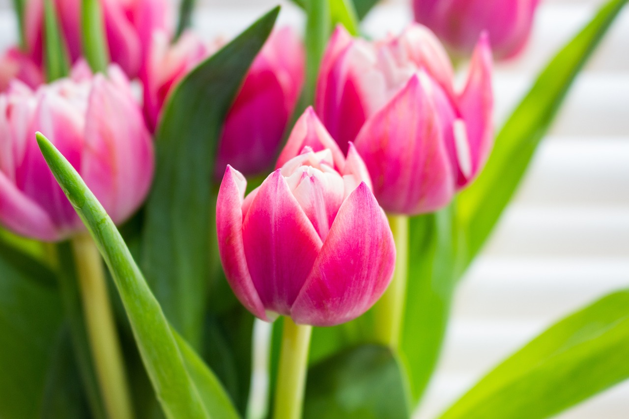 Beautiful Tulip Flower Image