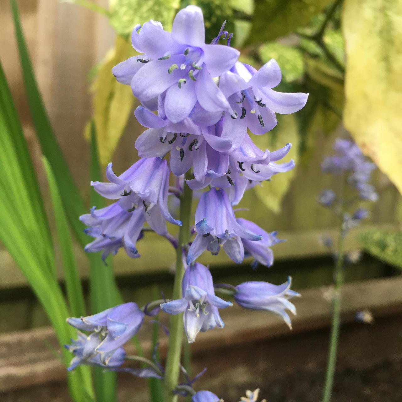 Bluebell Garden Flowers - Free photo on Pixabay - Pixabay