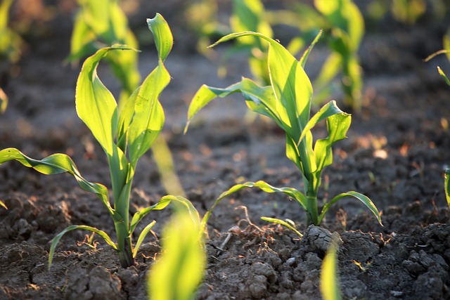 Young Corn Plants Agriculture - Free photo on Pixabay - Pixabay