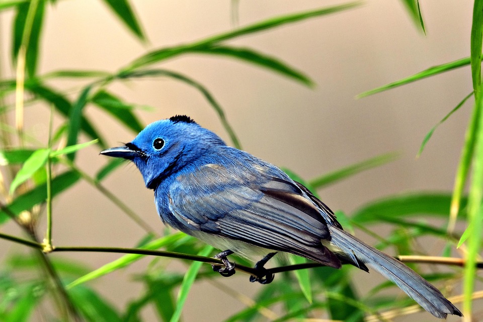 Black-naped monarch, a small passerine bird native to southern and ...