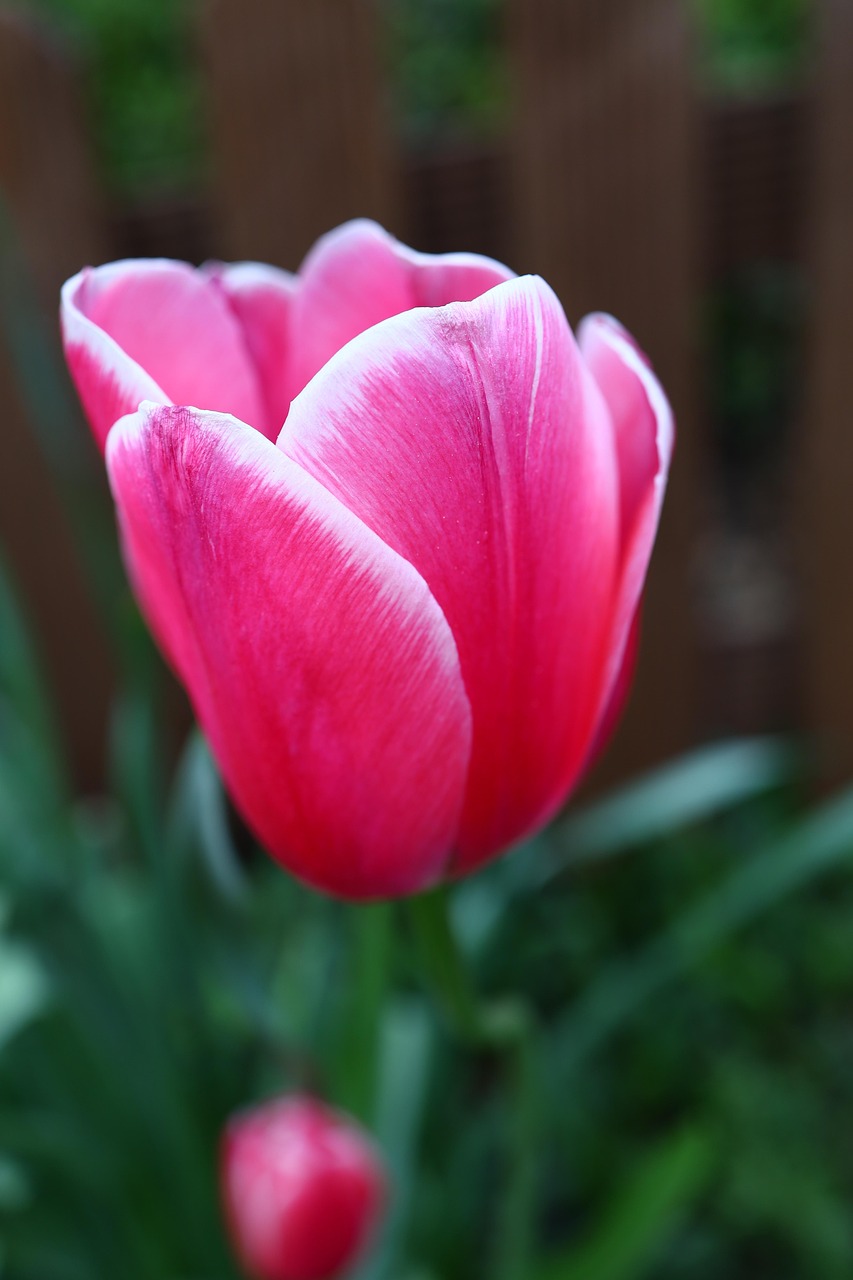 Pink Tulip Flower - Free photo on Pixabay - Pixabay